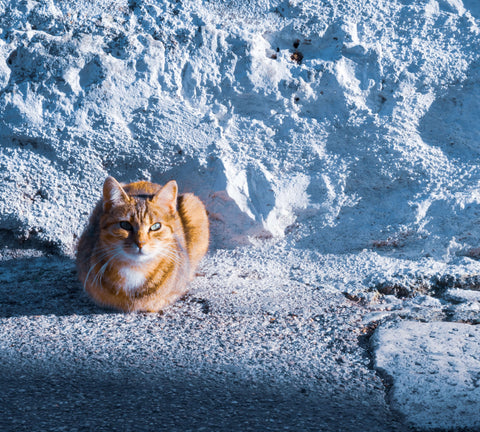 cat cold cat loaf position cat snow