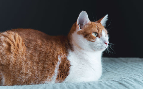 cat loaf position orange cat