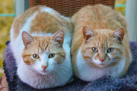 two cats cat loaf position