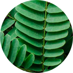 Clarifying Ayurvedic Botanicals