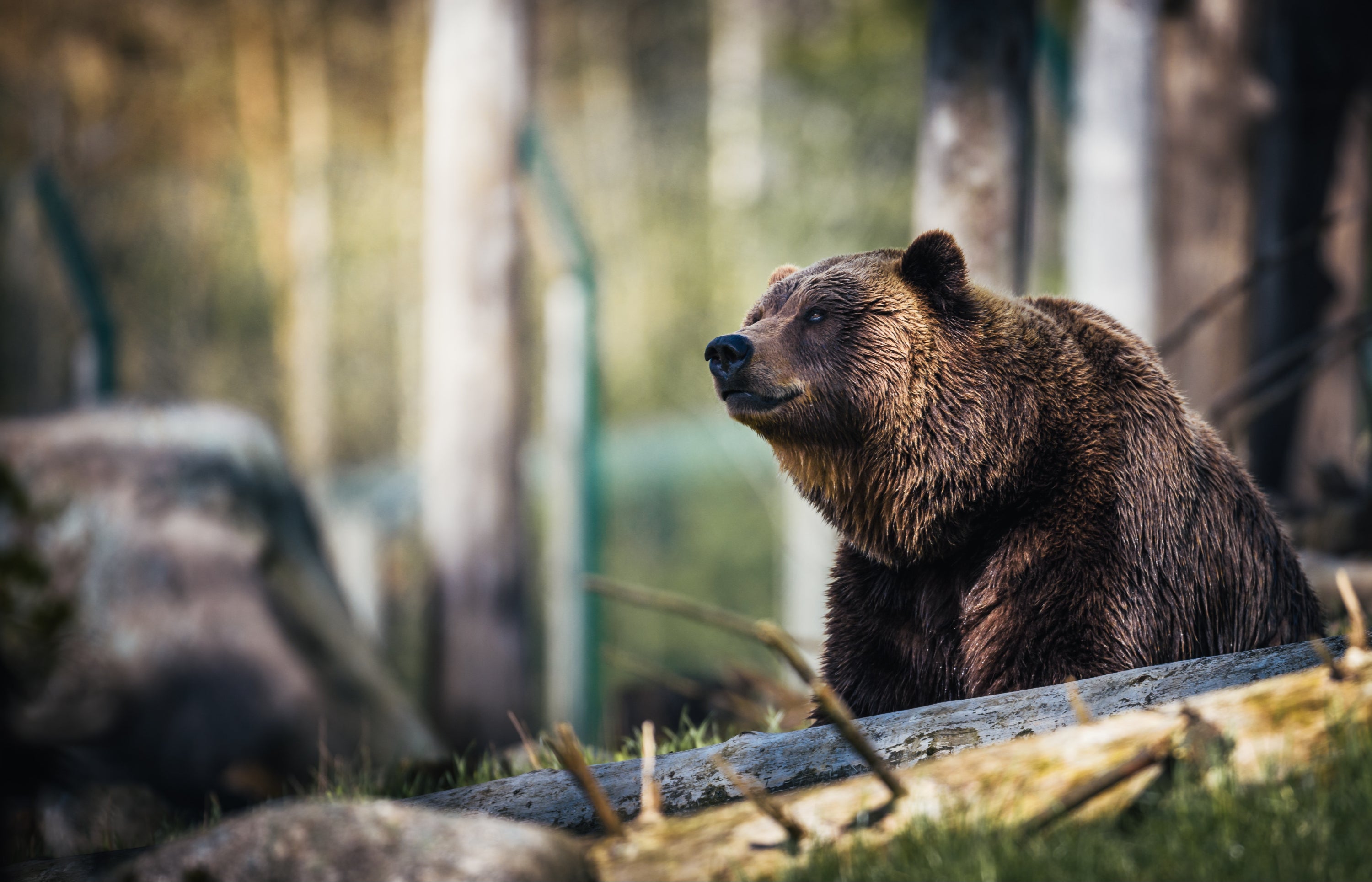 a grey bear