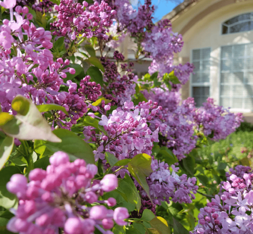 Dee's amazing garden