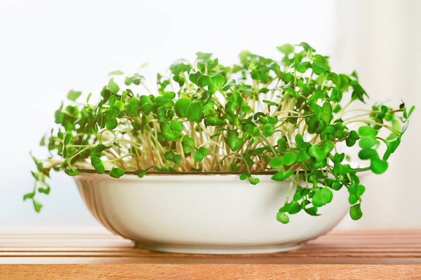 Old Kitchen Utensils into Mini Herb Gardens