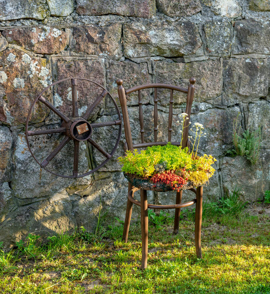 Plant in Old Seats