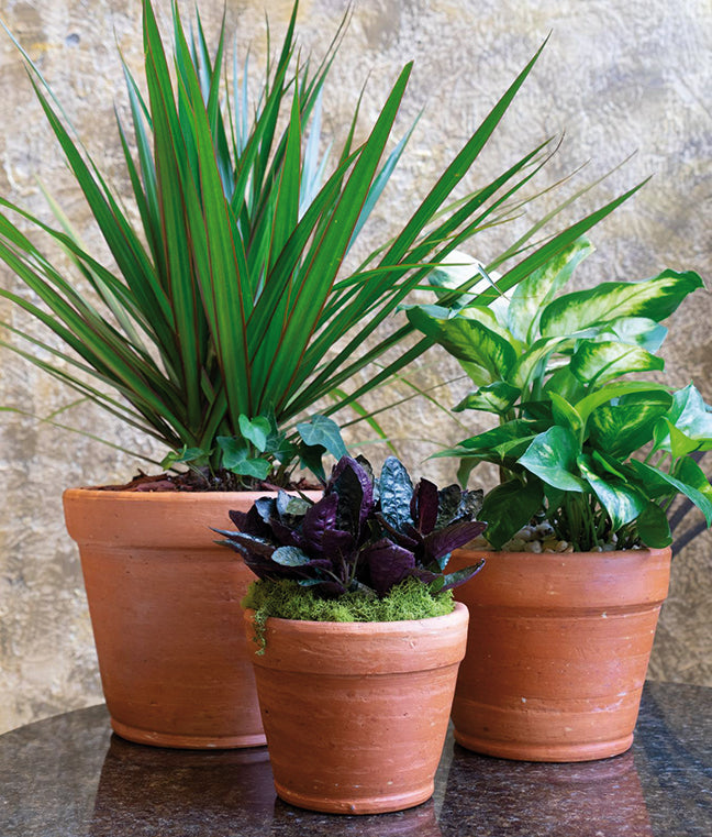 Hand Made Set of 3 Terracotta Plant Pots