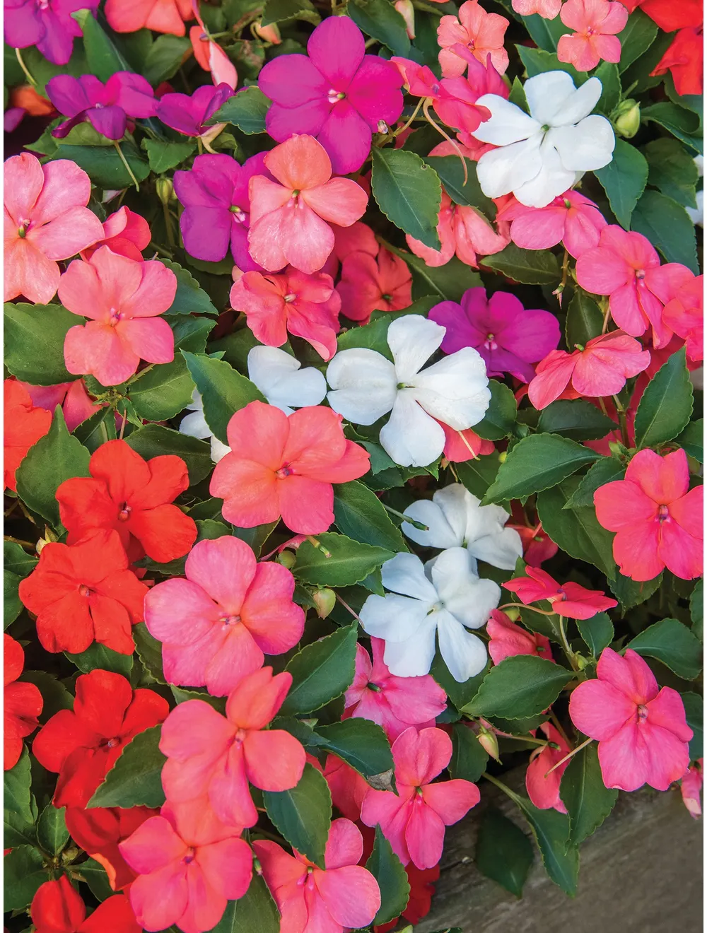 Livingston Seeds - Impatiens - Baby Mix