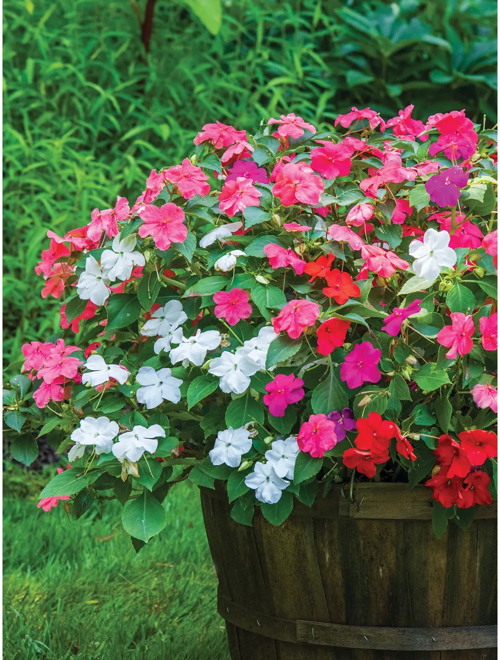 Livingston Seeds - Impatiens - Baby Mix