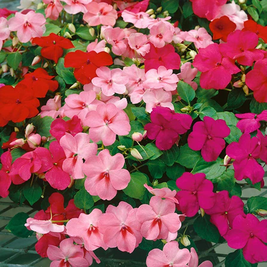 Livingston Seeds - Impatiens - Baby Mix