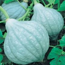 Squash - HUBBARD BLUE