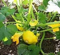 Squash - YELLOW SCALLOP BUSH