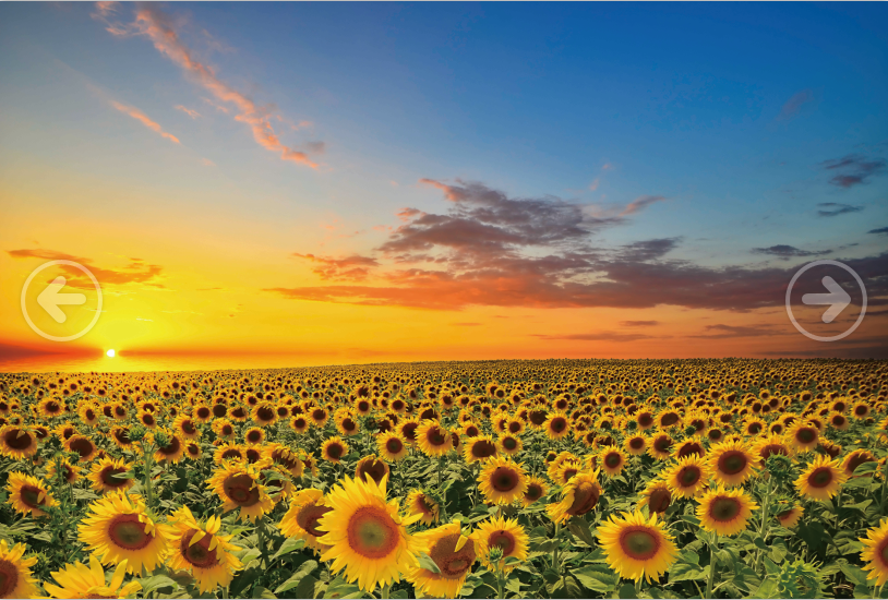 Sunset Sunflowers Field 1000 Pieces Jigsaw Puzzles