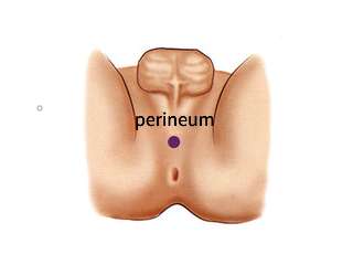 Perineum 