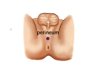 Perineum