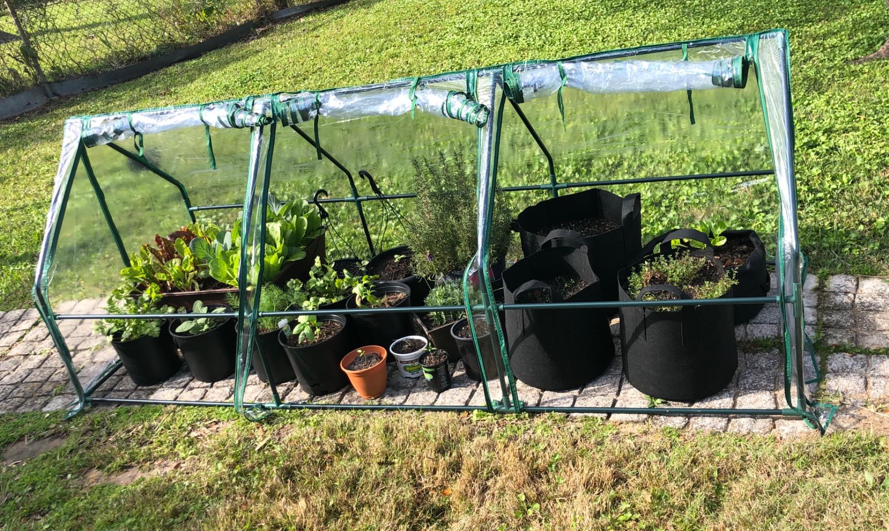 Potted vegetables grew in Quictent 95" x 36" x 36" Mini Greenhouse-2