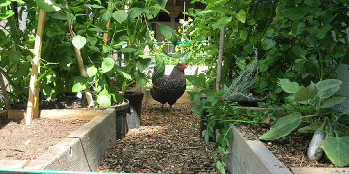 chicken-in-greenhouse