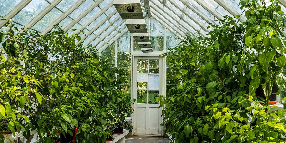 greenhouse-plant