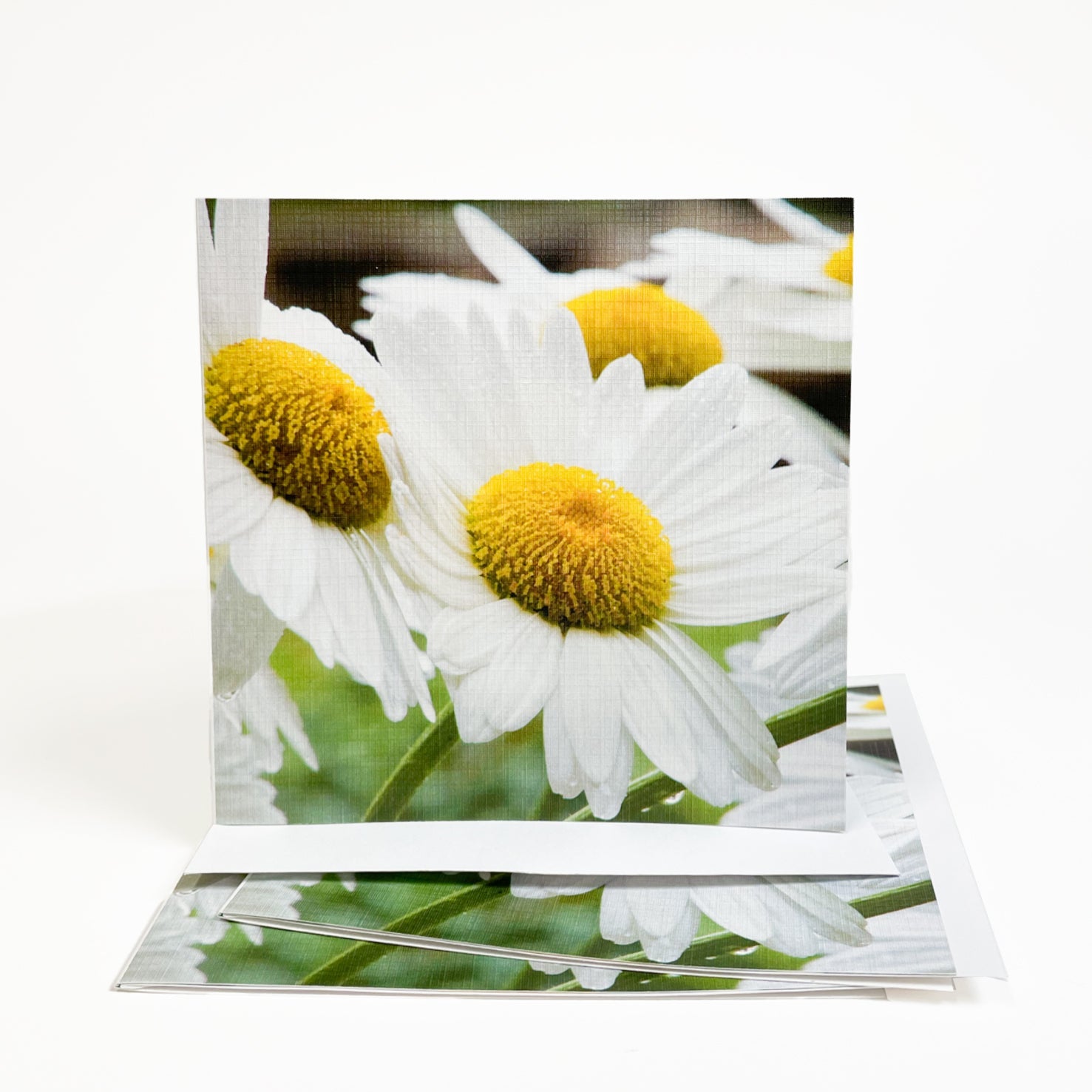 Daisies & Dew Greeting Card