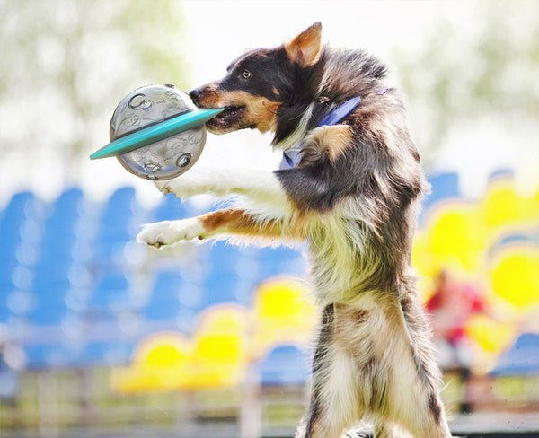 Dog Ufo Toy