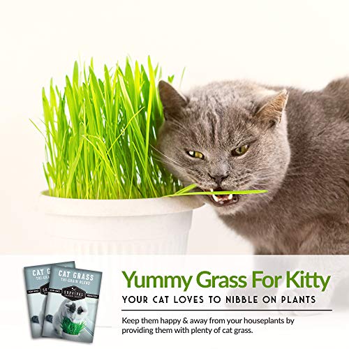 Cat Grass Seed