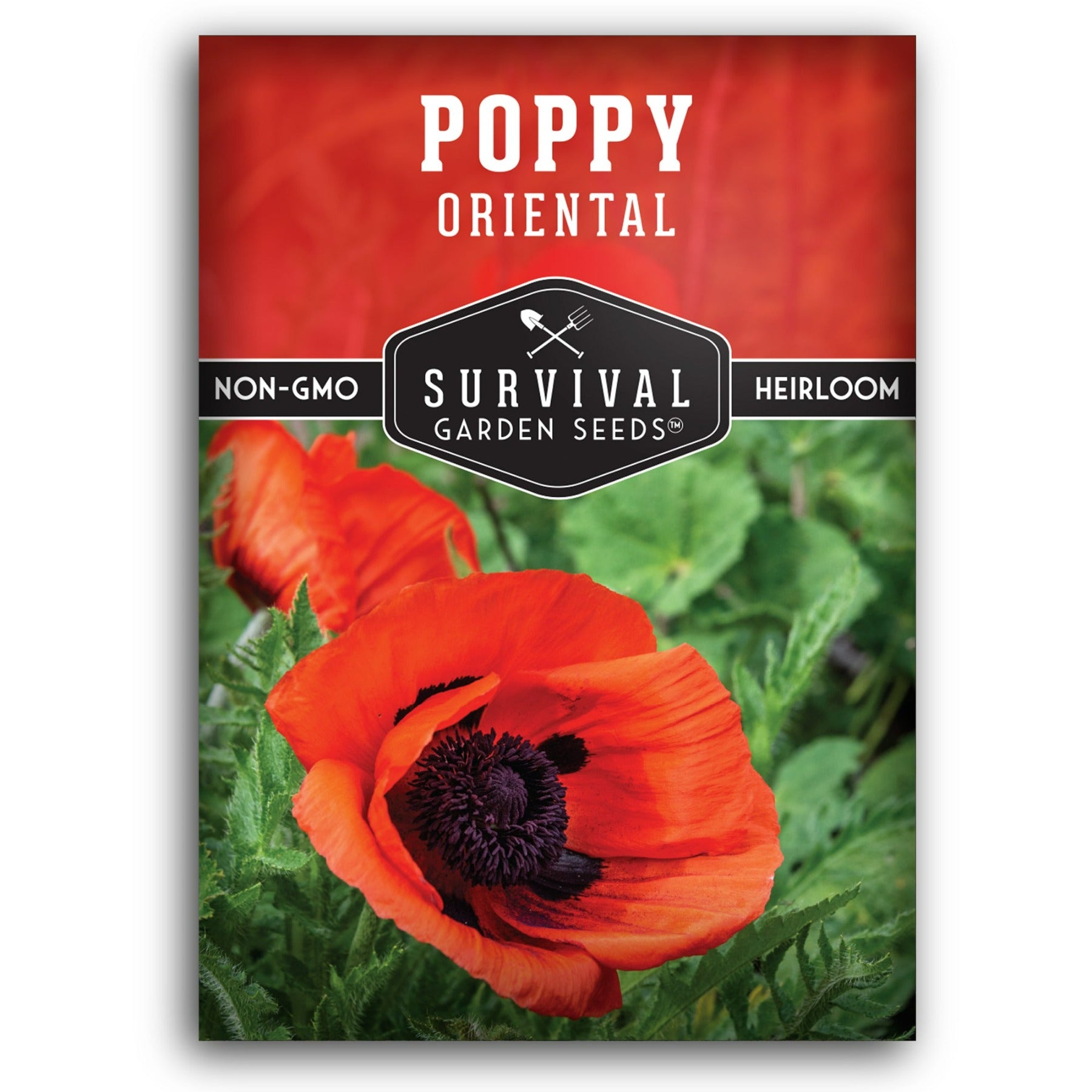 Oriental Poppy Seeds