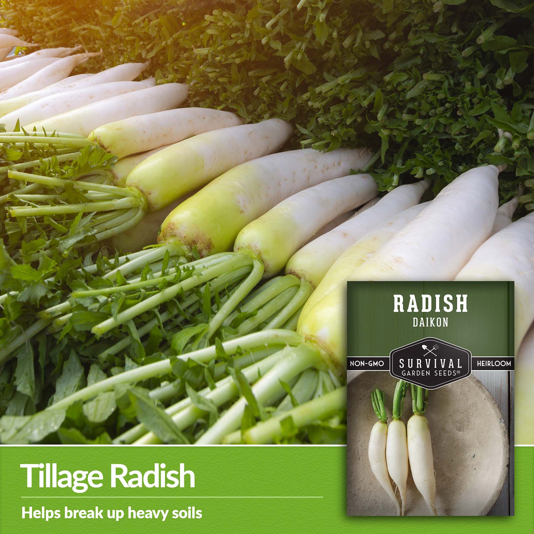 Daikon Radish Seeds