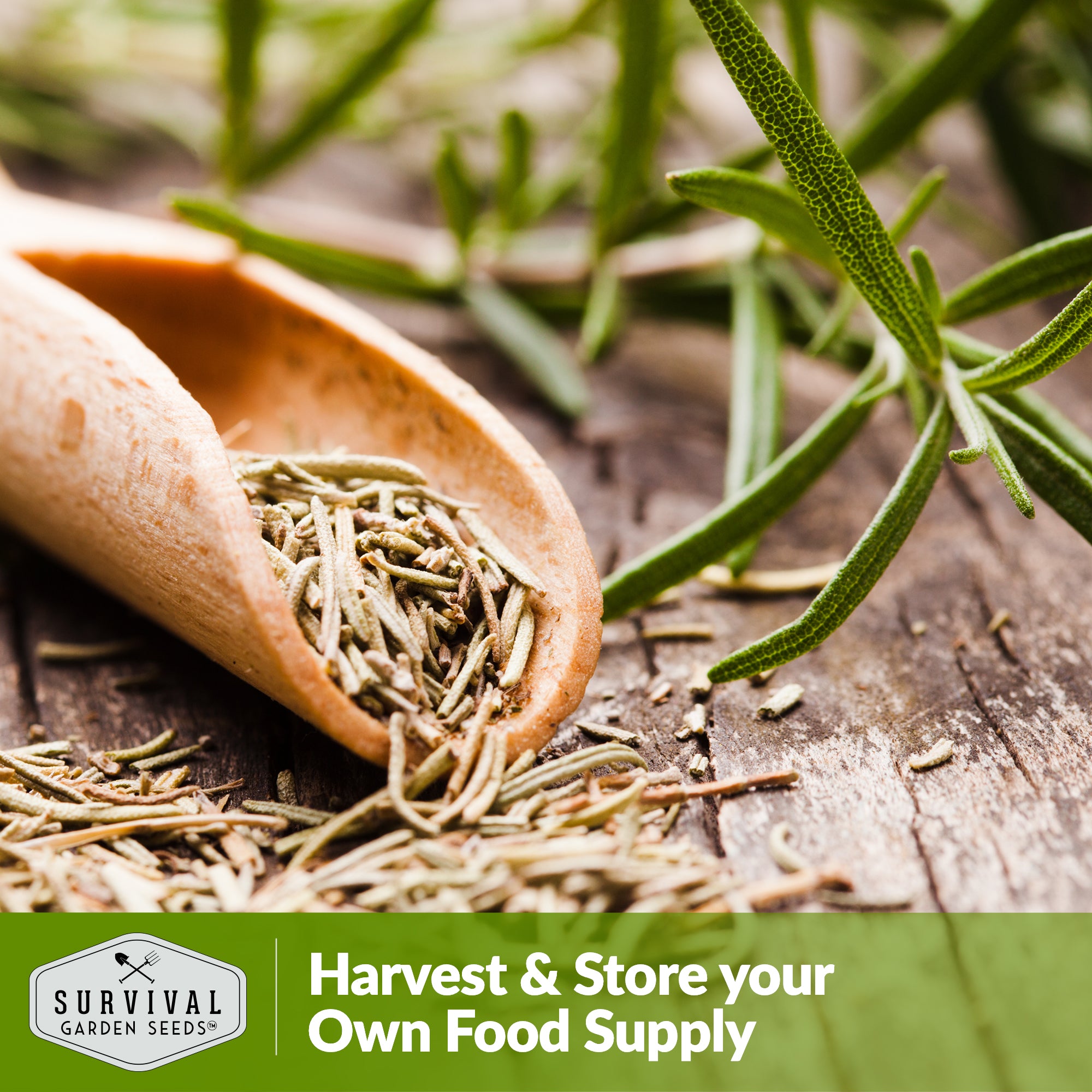 Rosemary Herb Seed