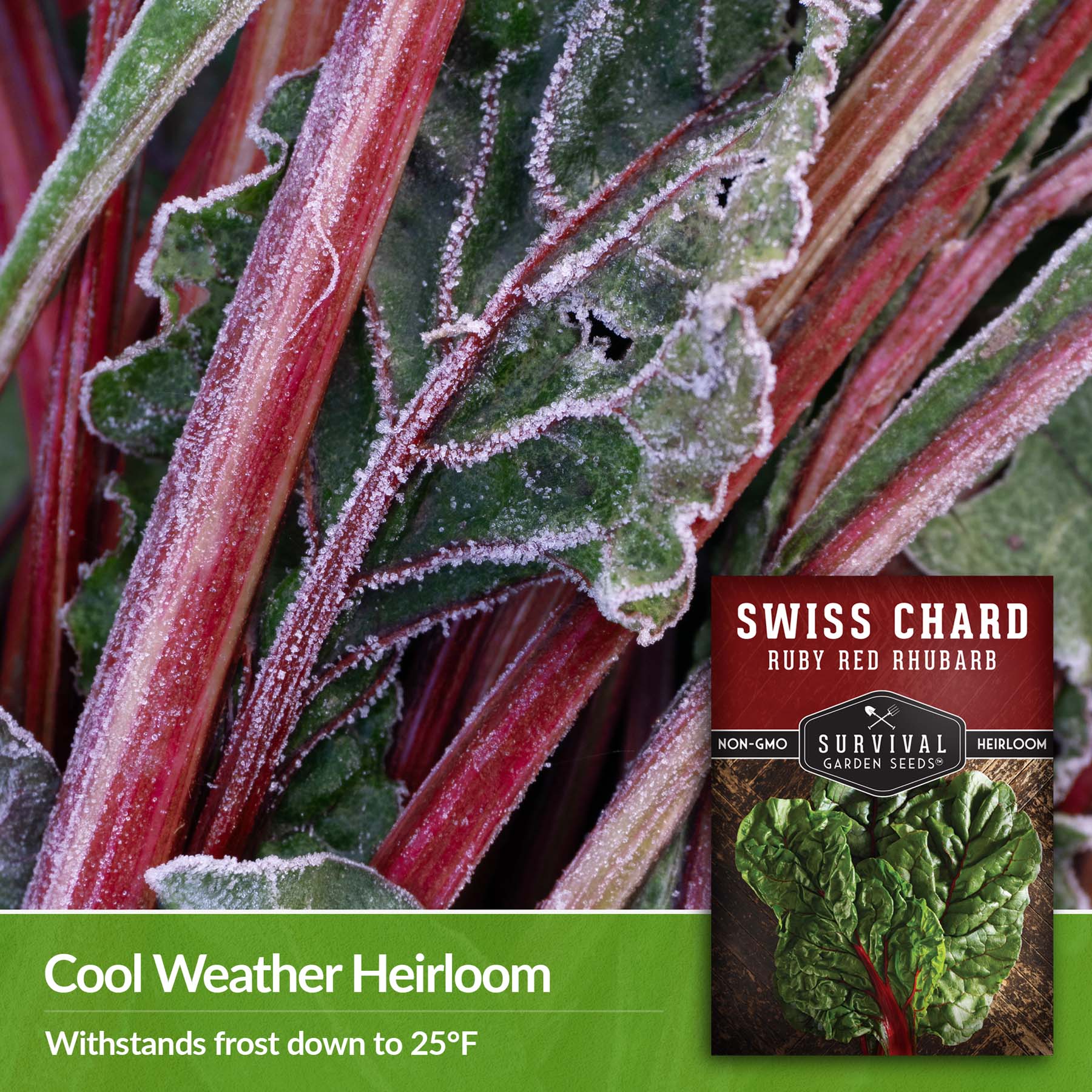 Ruby Red Rhubarb Swiss Chard Seeds