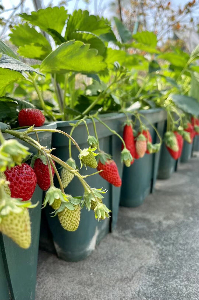 Planting And Growing Your Own Strawberries – Gardzen