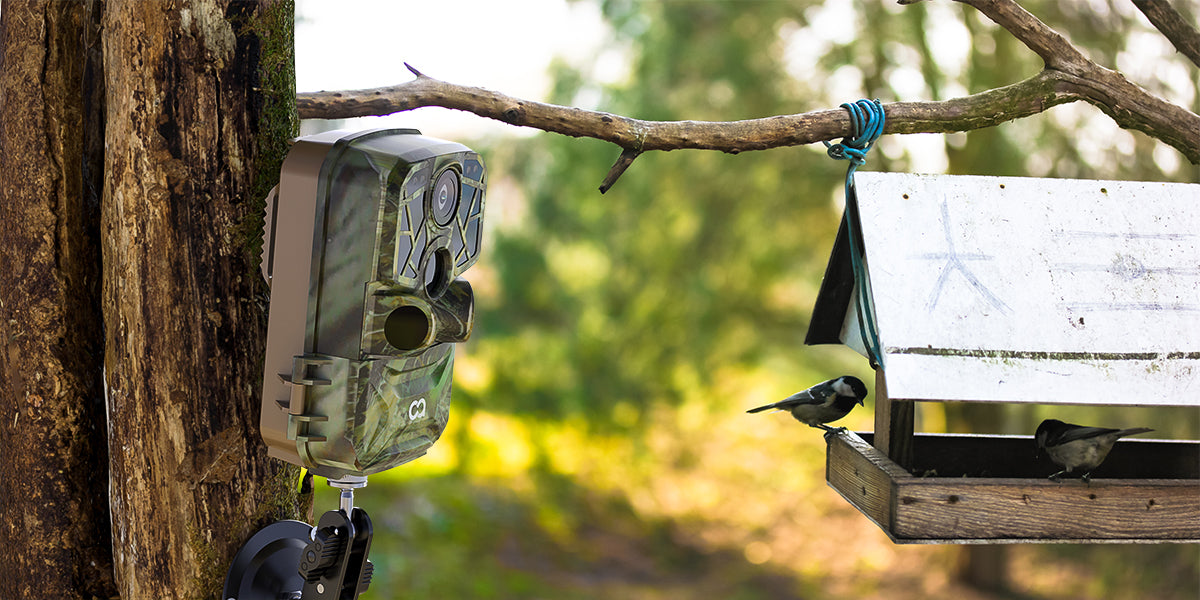 Use a trail camera to record the scenes of garden birds.