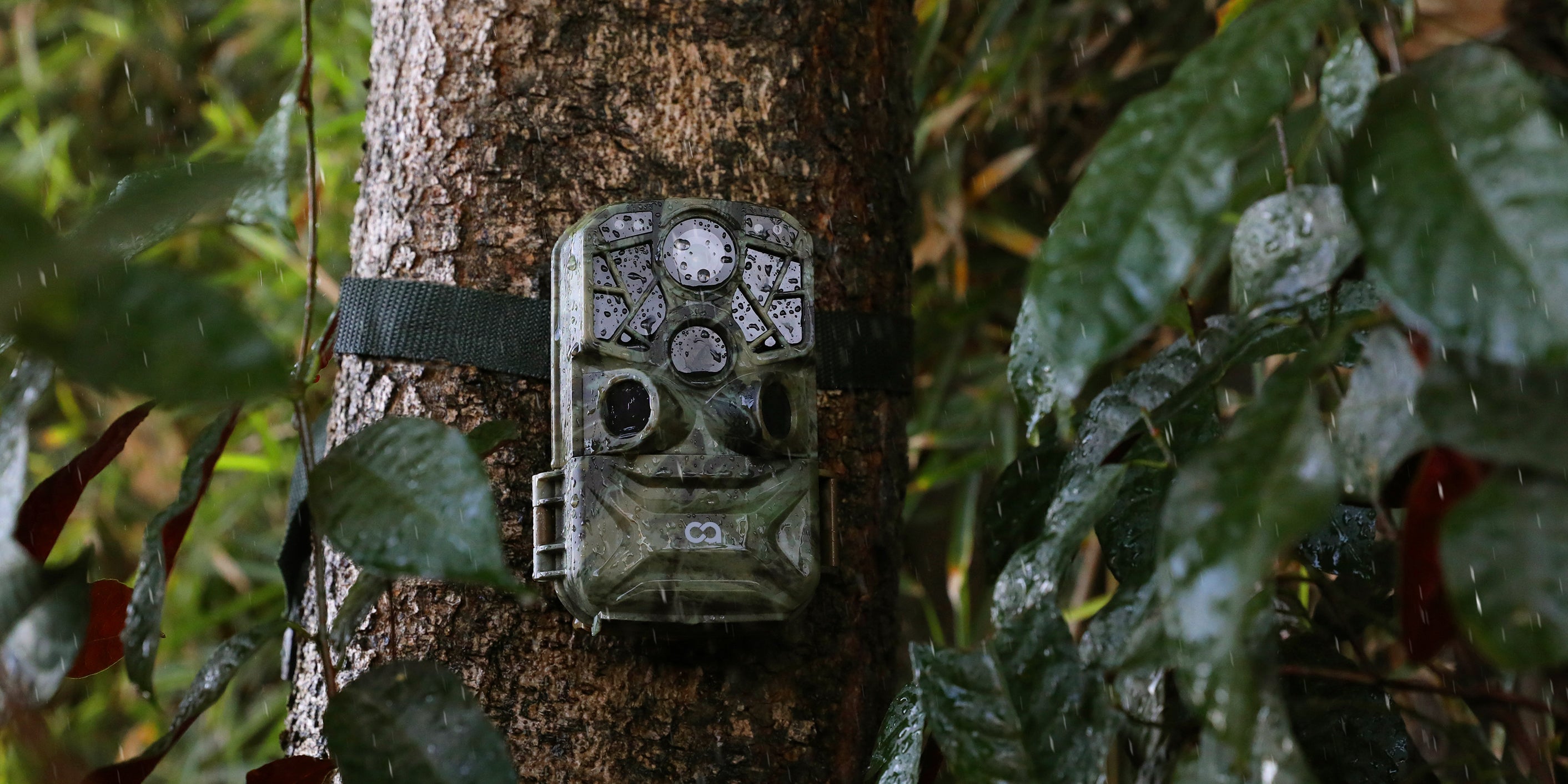 A Cooau trail camera fixed in a tree of the wilds is resisting the rain.