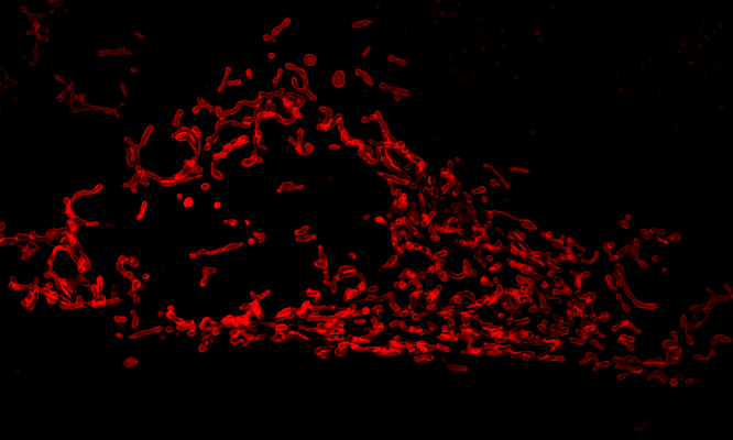 Pepper targeted to mitochondrial outter membrane