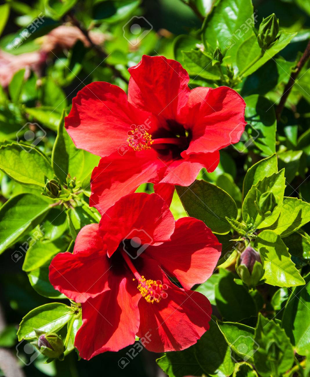 Hibiscus Flower