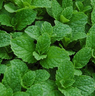 Peppermint Leaves