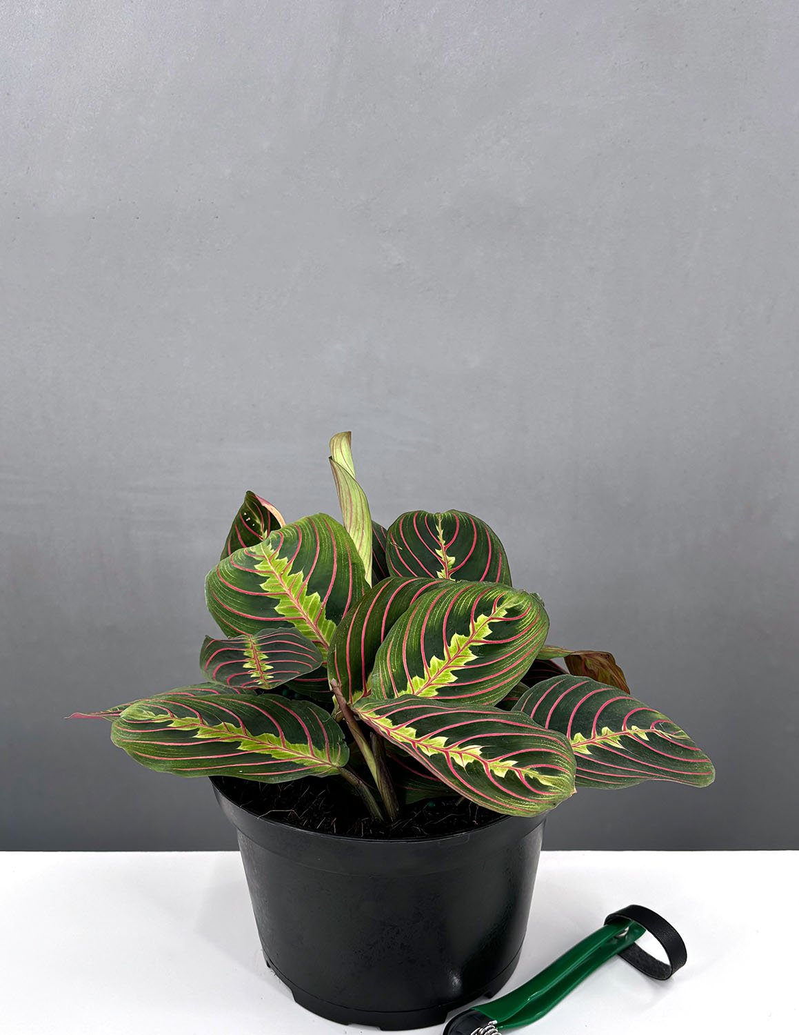 Maranta Red