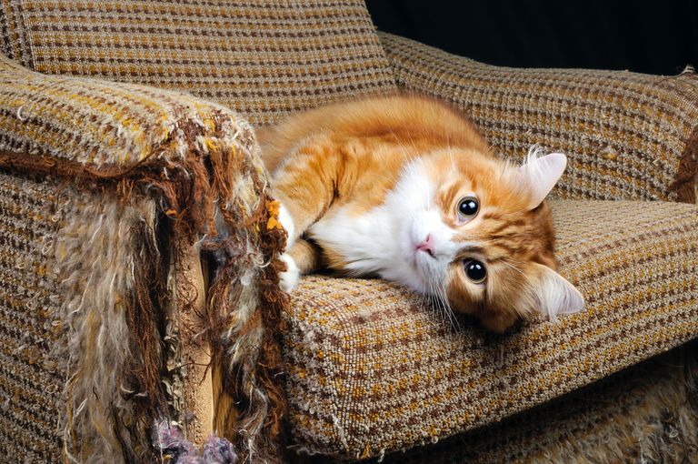 Why Does My Cat Scratch Furniture?