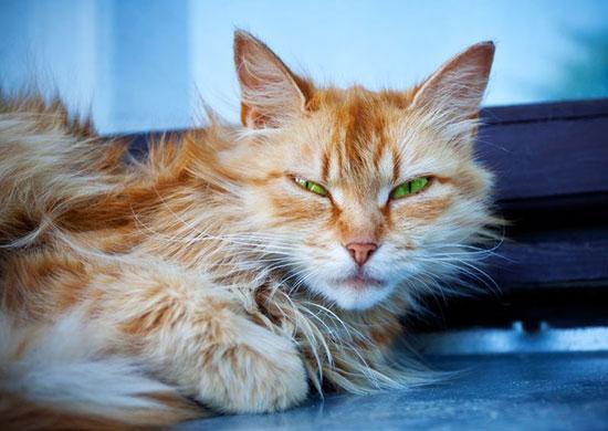 How to Spot and Treat Feline Hyperthyroidism?