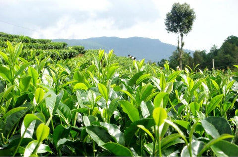What Benefits Of Green Tea For Health And The Best Green Teas