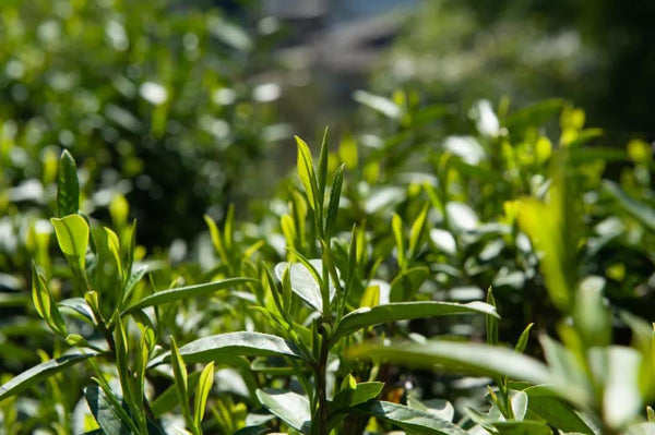 what is Lapsang Souchong?