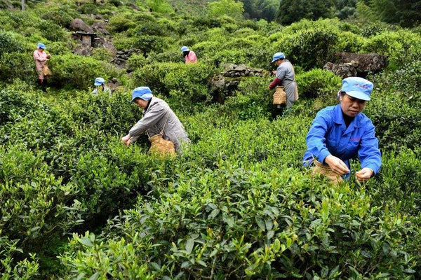 wuyi rock tea farmers

