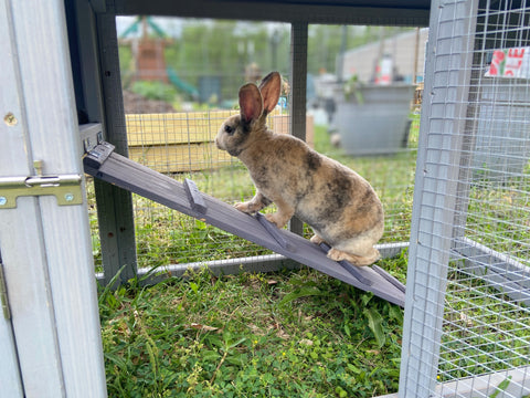 Caring for Rabbits Outdoors