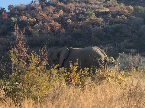 free life of elephant in wild life park