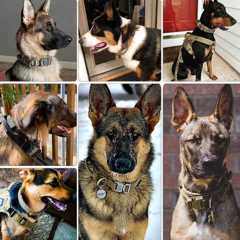 Adjustable Tactical Dog Collar with Leash. 1.5'' Width Nylon Military Training Dog Collar