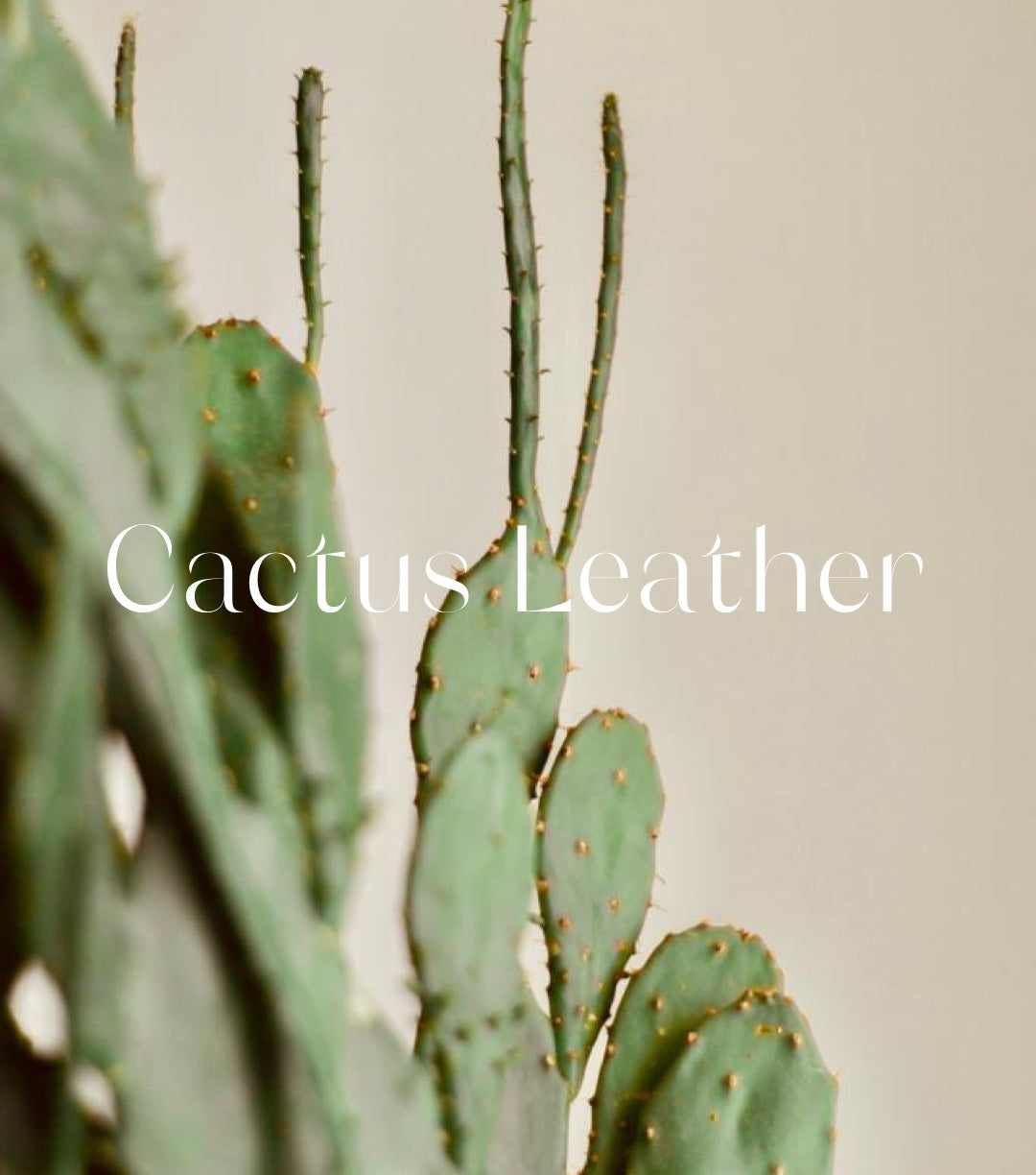 Vaju_Cactus Img