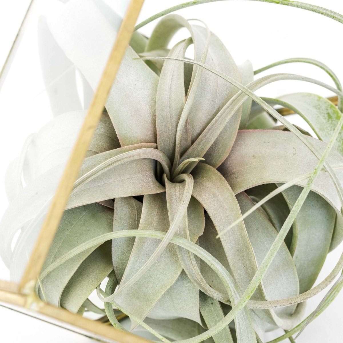 Heptahedron Geometric Glass Terrarium with Tillandsia Xerographica Air Plant