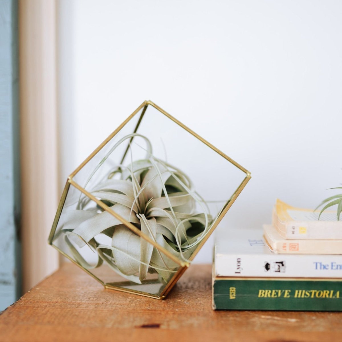 Heptahedron Geometric Glass Terrarium with Tillandsia Xerographica Air Plant