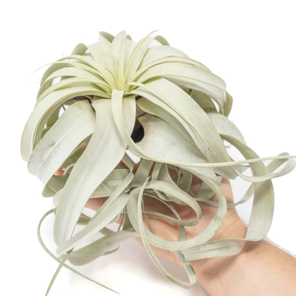 Tillandsia Xerographica Air Plant, Large / 6-8 Inches Wide