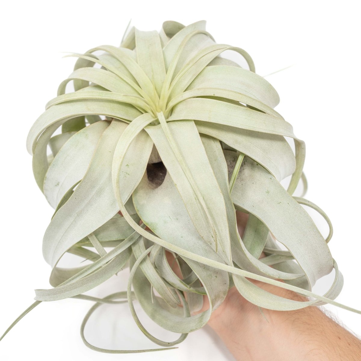 Tillandsia Xerographica Air Plant, Large / 6-8 Inches Wide