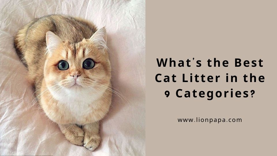 What's the Best Cat Litter in the 9 Categories?