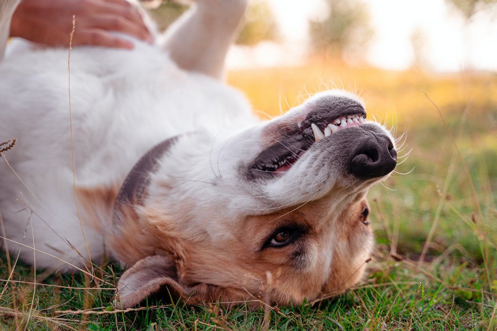 why do dogs like belly rubs