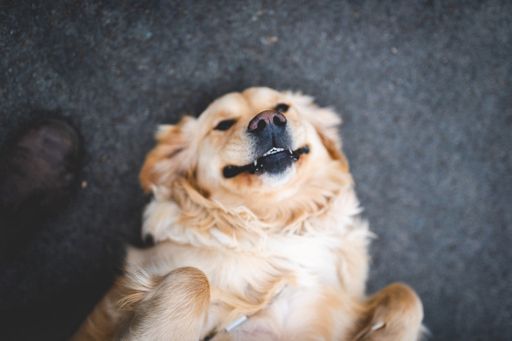 Why do dogs like belly rubs?